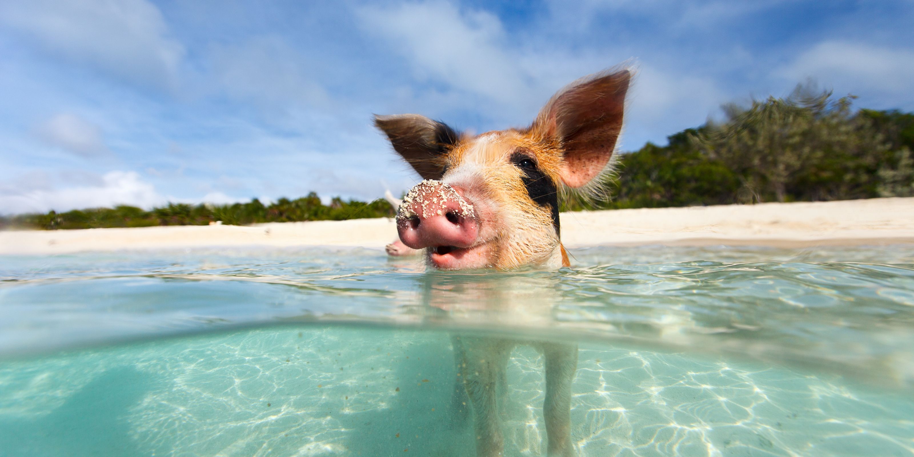 Pig swimming in Bahamas